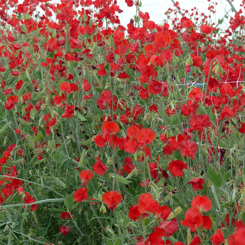 Graines de Pois de senteur Spring Sunshine Scarlet - Lathyrus odoratus  (Port)