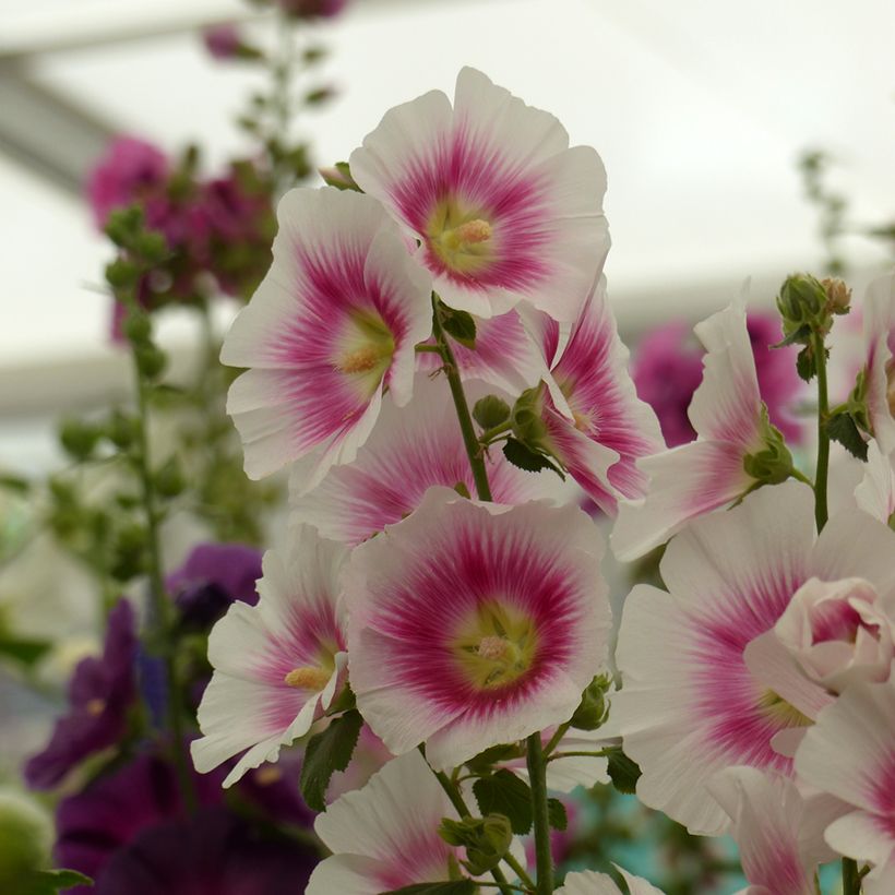 Graines de Rose trémière Halo Blush - Alcea rosea (Récolte)