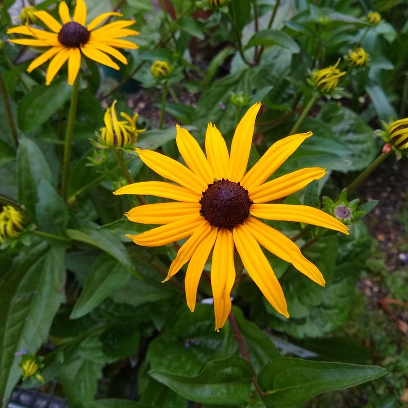 Graines de Rudbeckia Goldsturm - Rudbeckia fulgida var. sullivantii Goldsturm (Floraison)