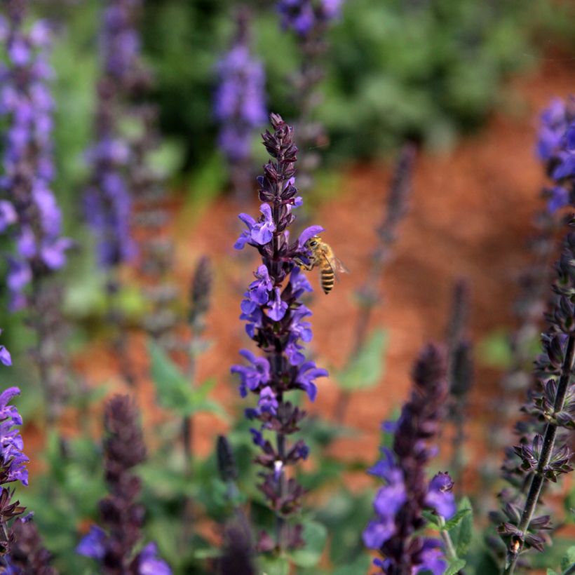 Graines de Sauge des bois Dwarf Blue Queen - Salvia nemorosa (Floraison)