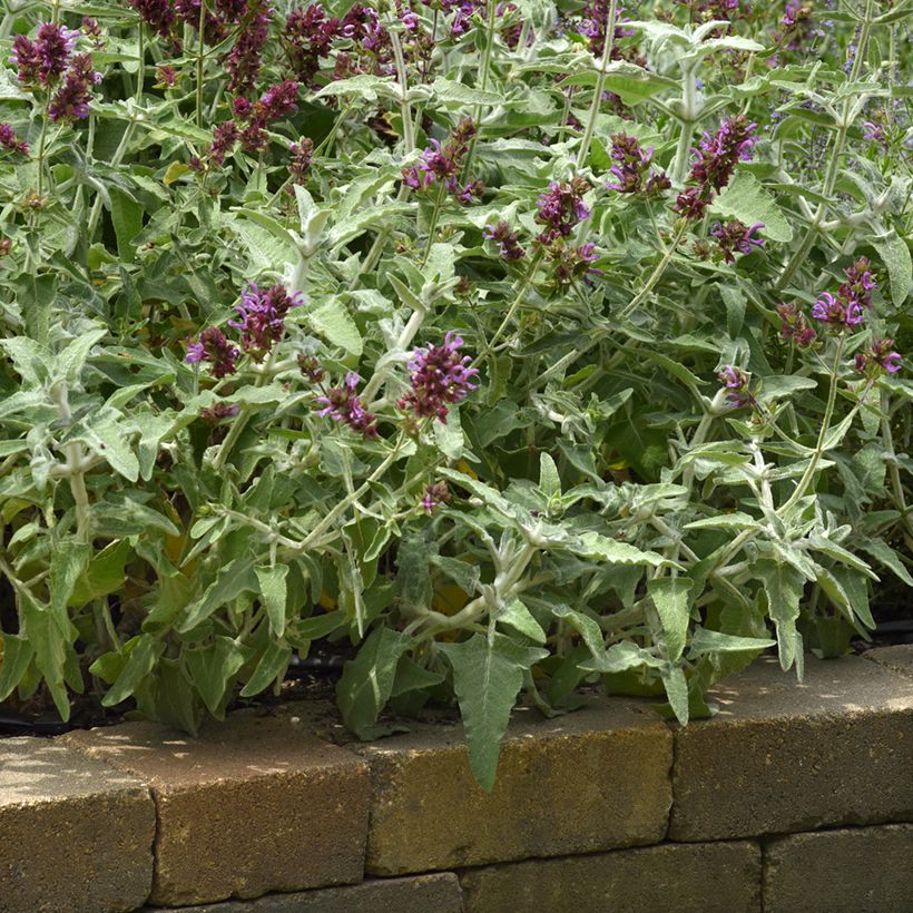 Graines de Sauge des Canaries Lancelot - Salvia canariensis (Port)