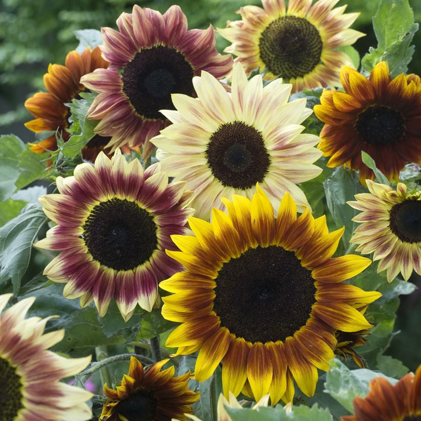 Graines de Tournesol Harlequin F1 - Helianthus annuus (Floraison)