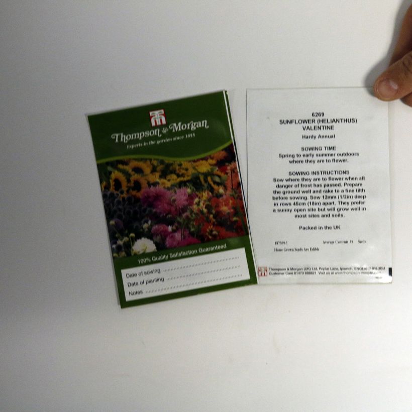 Exemple de spécimen de Graines de Tournesol Valentine - Helianthus annuus tel que livré