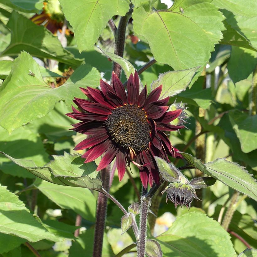 Graines de Tournesol Velvet Queen - Helianthus annuus  (Floraison)