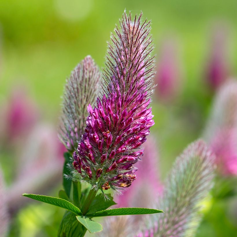 Graines de Trifolium rubens - Trèfle pourpré (Floraison)