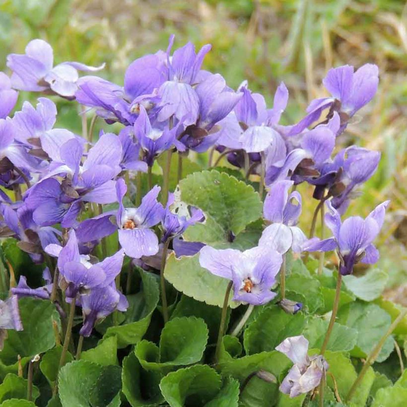 Graines de Violette odorante - Viola odorata (Floraison)