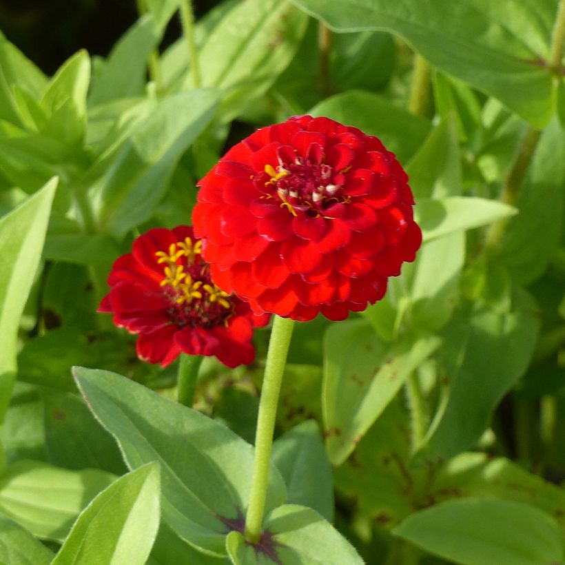 Graines de Zinnia elegans Lilliput Scarlet Gem (Floraison)