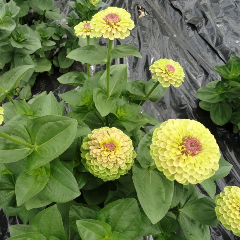 Graines de Zinnia elegans Queen Lime with Blotch (Port)