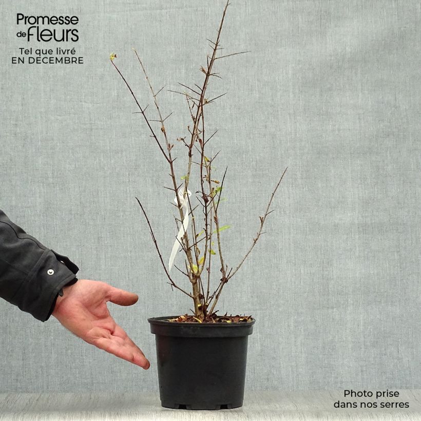 Spécimen de Grenadier à fleurs - Punica granatum Maxima Rubra Pot de 2L/3L tel que livré en hiver