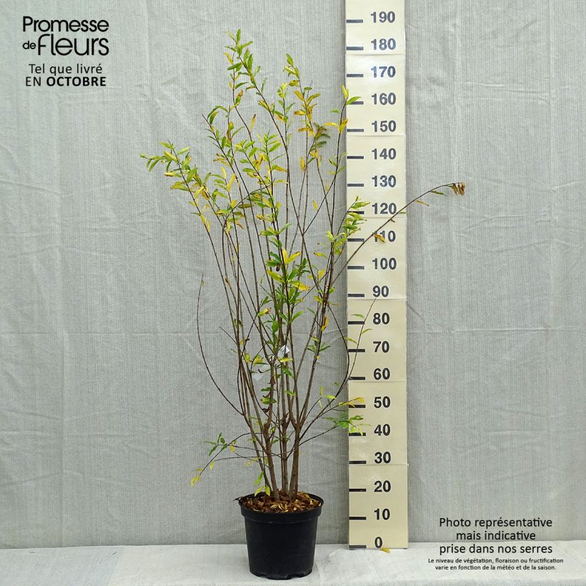 Spécimen de Grenadier à fleurs - Punica granatum Plena Pot de 7,5L/10L tel que livré en automne