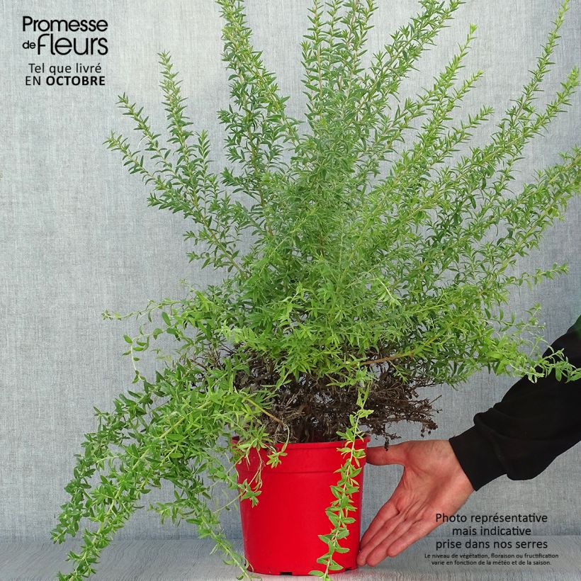 Spécimen de Grevillea Poorinda Rondeau - Grévillier Pot de 3L/4L tel que livré en automne