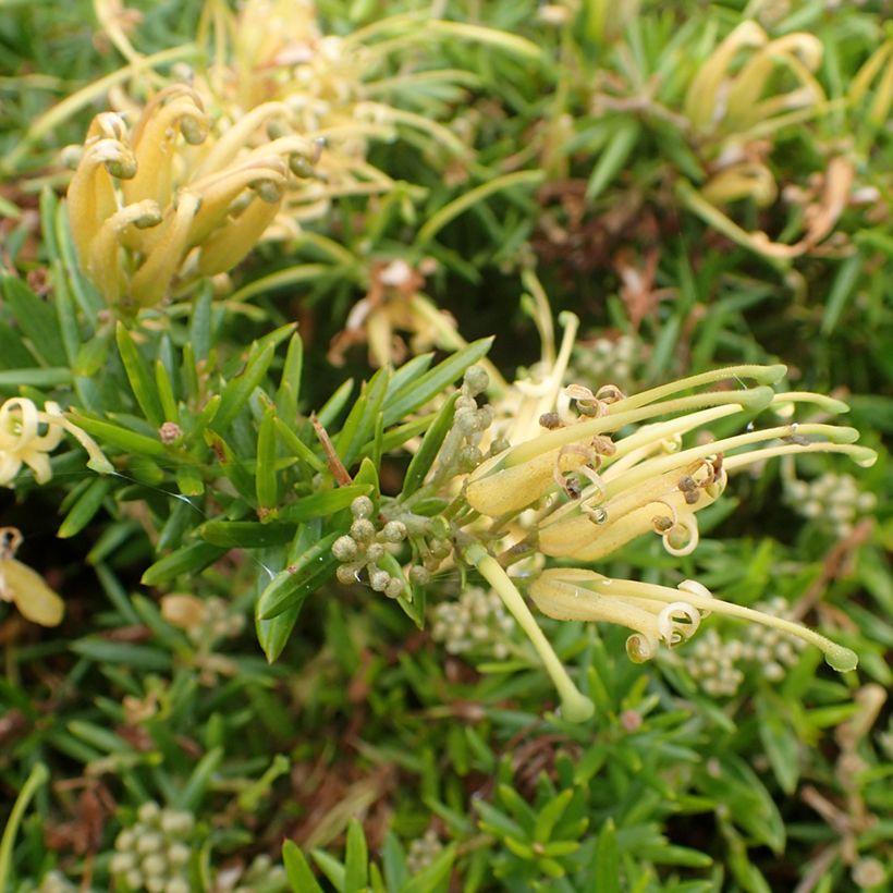 Grevillea prostrata Aurea (Floraison)