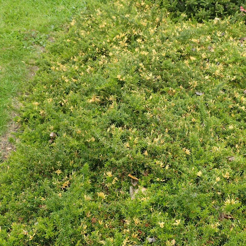 Grevillea prostrata Aurea (Port)