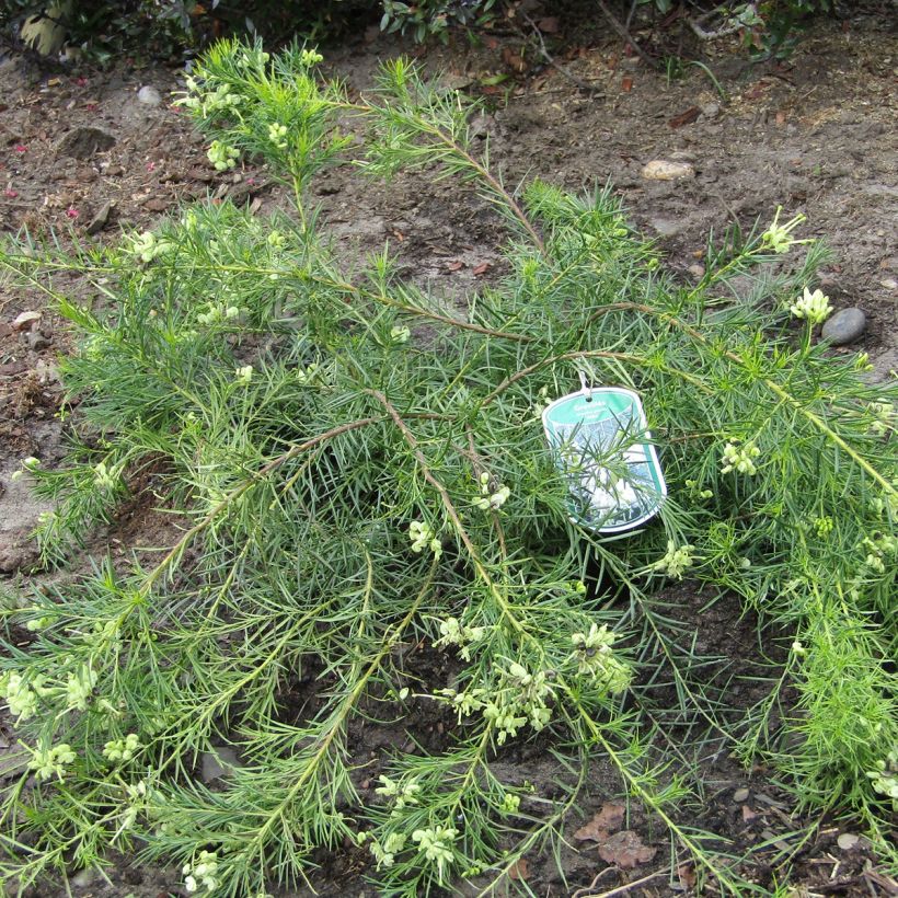 Grevillea gracilis Alba  (Port)