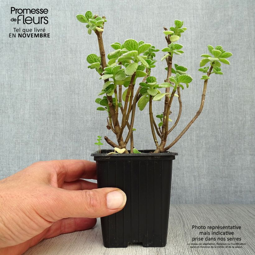 Spécimen de Gros thym antillais - Plectranthus amboinicus  BIO Godet de 8 cm tel que livré en automne