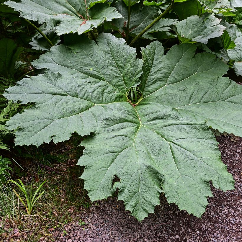 Gunnera manicata - Rhubarbe géante du Brésil (Feuillage)