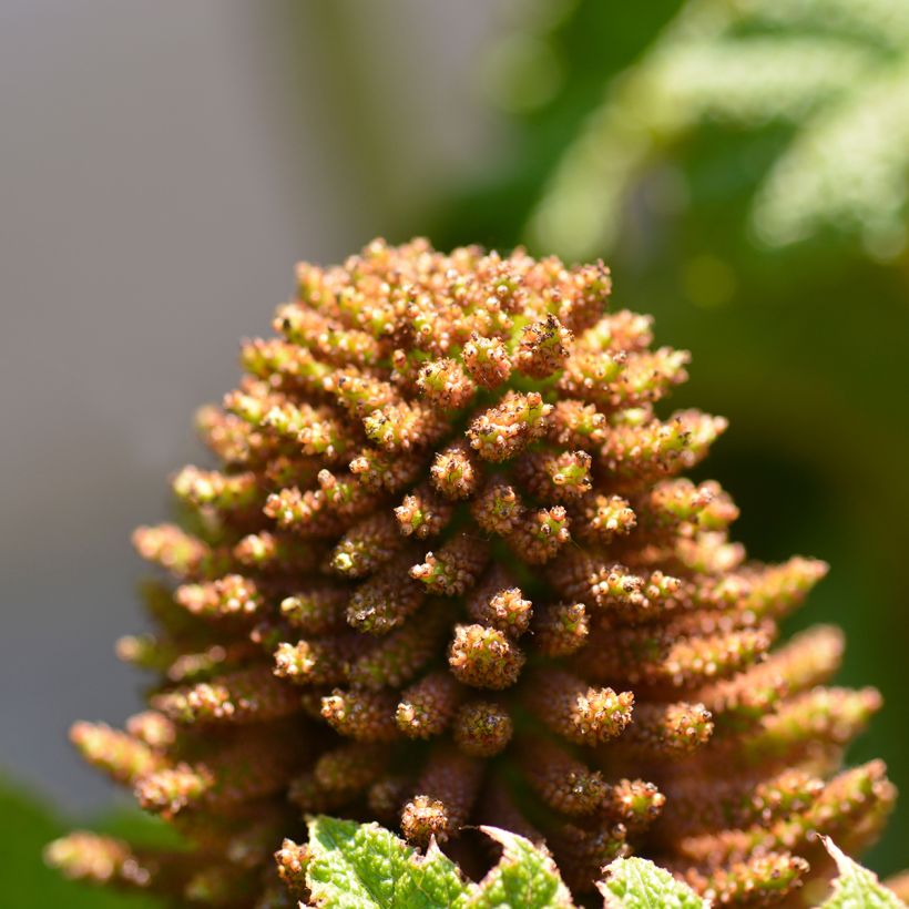 Gunnera manicata - Rhubarbe géante du Brésil (Floraison)