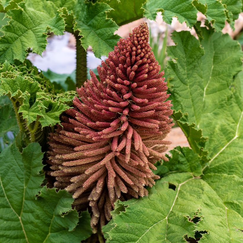 Gunnera tinctoria (Floraison)