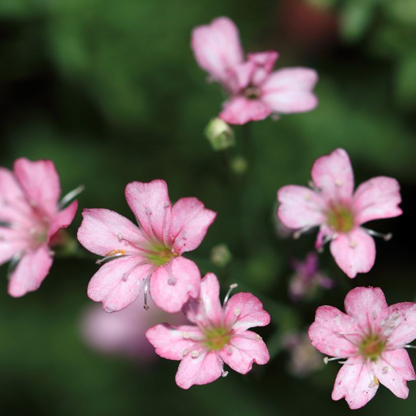 Gypsophila repens Rosa Schönheit - Gypsophile rampant (Floraison)