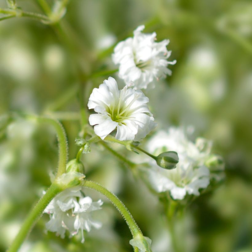 Gypsophile paniculé Snow Flake - Gypsophila paniculata (Floraison)