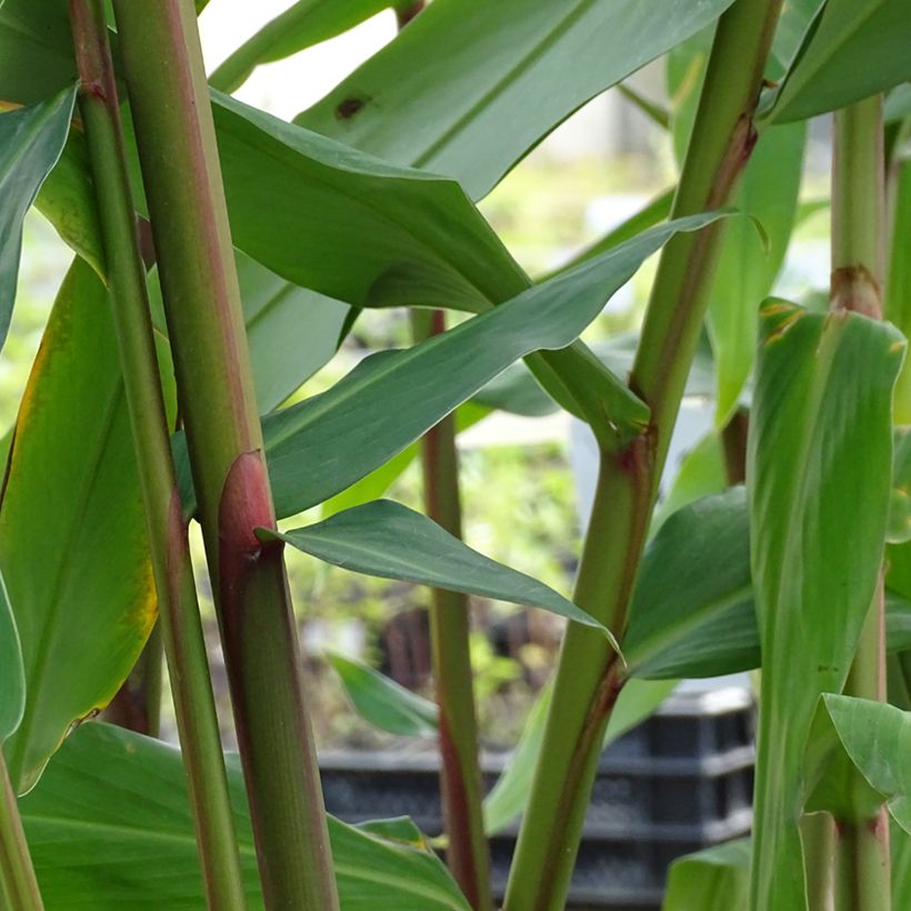 Hedychium Elizabeth - Gingembre d'ornement (Feuillage)