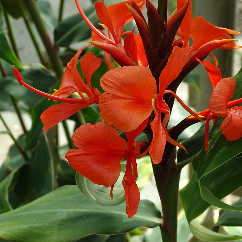 Expérience de Respirabilité Comme Jamais Auparavant avec Nos Hedychium ...