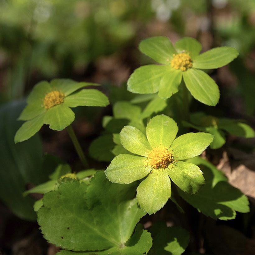 Hacquetia epipactis (Floraison)