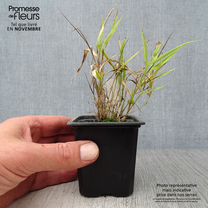 Spécimen de Hakonechloa macra Aureola en godet de 8/9cm tel que livré en automne