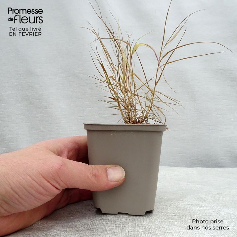 Spécimen de Hakonechloa macra Sunflare - Herbe du Japon en godet de 8 cm tel que livré en hiver