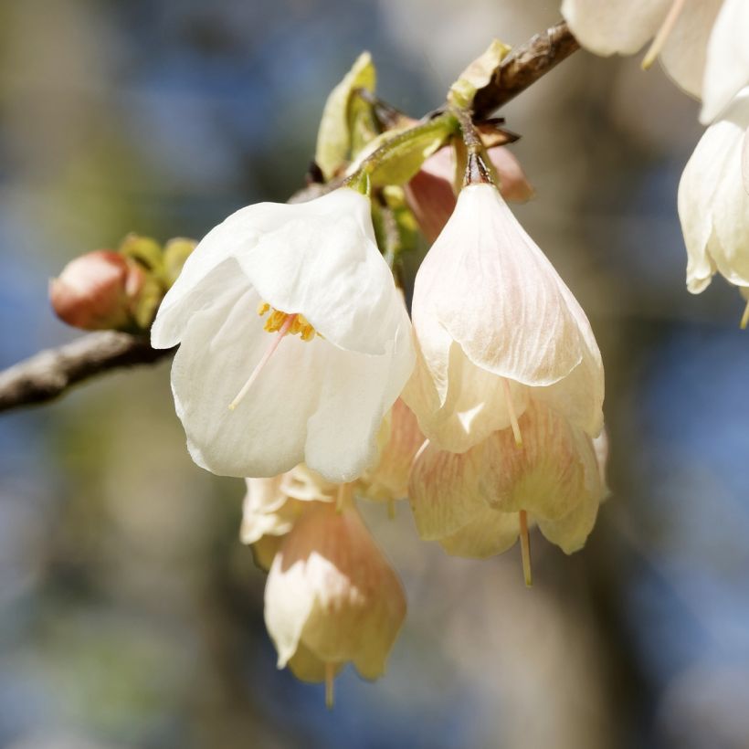 Halesia carolina UConn - Arbre aux cloches d'argent (Floraison)