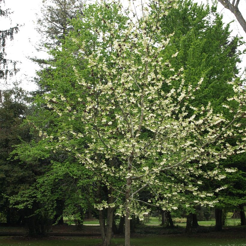 Halesia carolina UConn - Arbre aux cloches d'argent (Port)