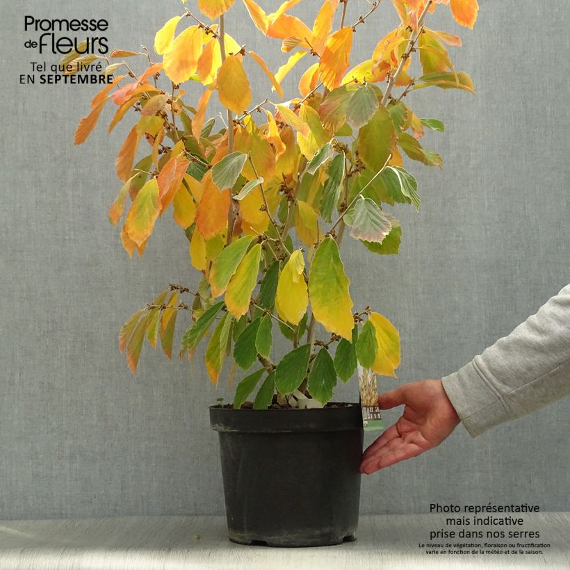 Spécimen de Hamamelis intermedia Arnold Promise - Noisetier de Sorcière pot de 7.5/10L tel que livré en automne