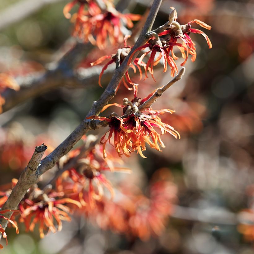 Hamamelis intermedia Diane - Noisetier de Sorcière (Floraison)