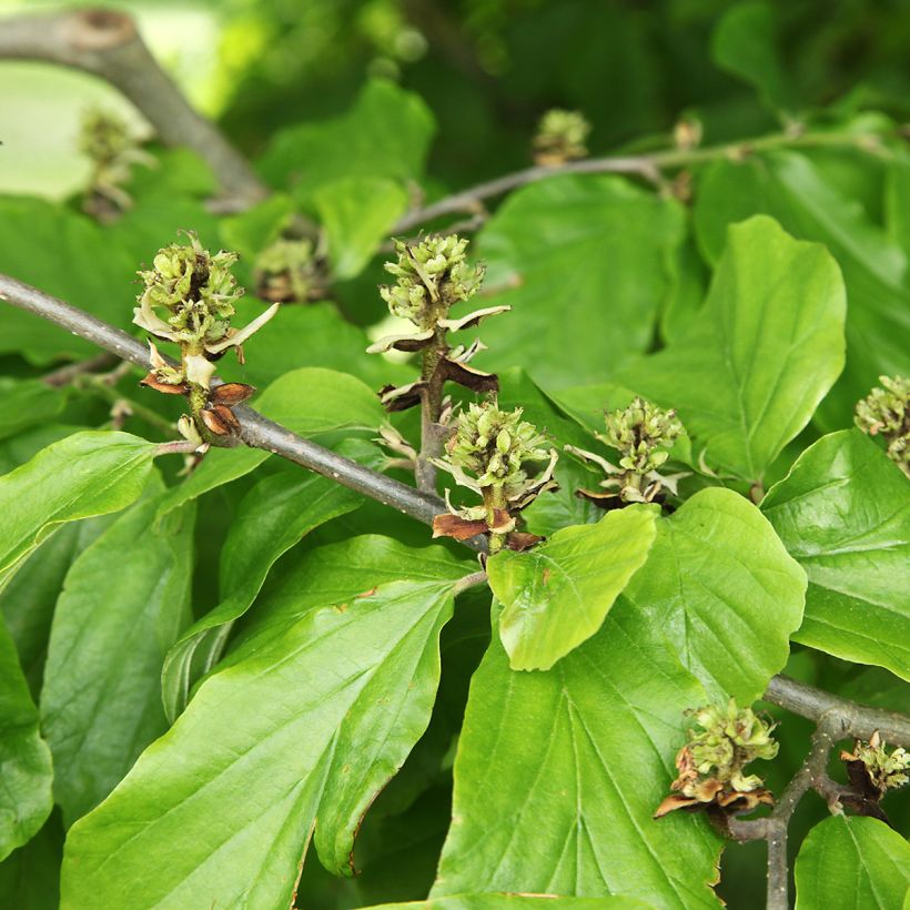 Hamamelis virginiana - Noisetier de sorcière de Virginie  (Feuillage)