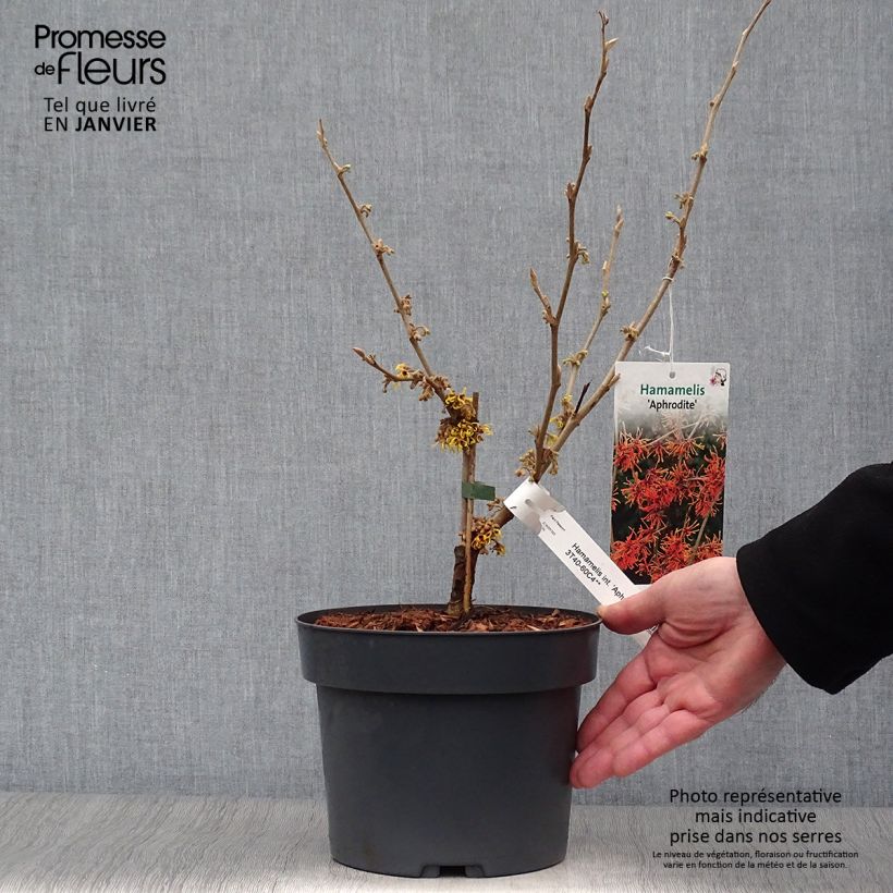 Spécimen de Hamamelis (x) intermedia Aphrodite - Noisetier de sorcière Pot de 3L/4L tel que livré en hiver