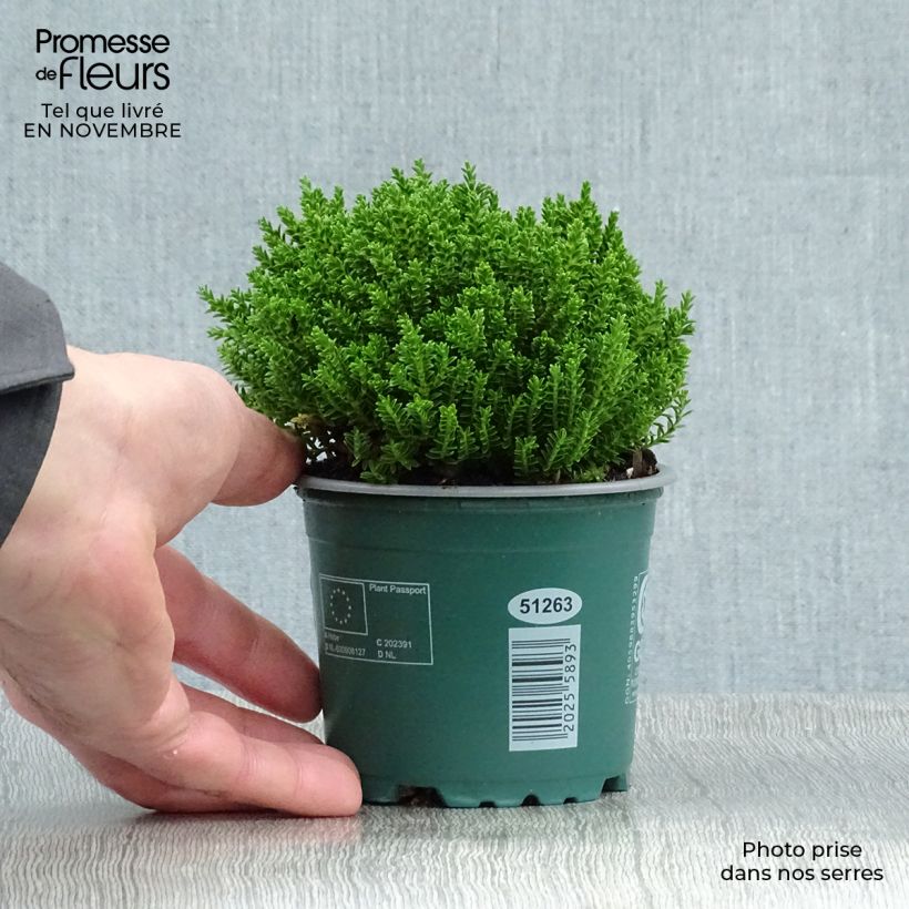 Spécimen de Hebe Emerald Green - Véronique arbustive Pot de 2L tel que livré en automne