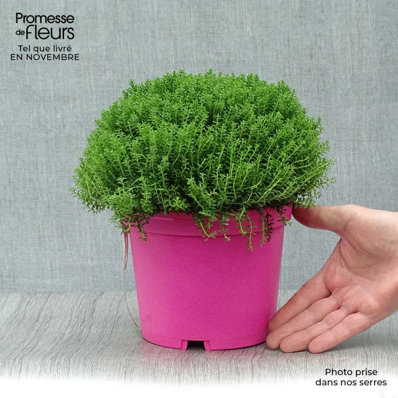 Spécimen de Hebe Green Globe - Véronique arbustive Pot de 1.5L/2L tel que livré en automne