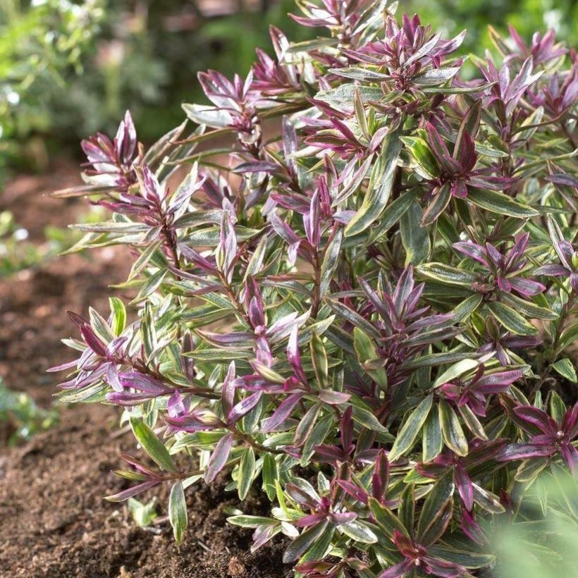 Hebe Purple Shamrock - Véronique arbustive (Port)