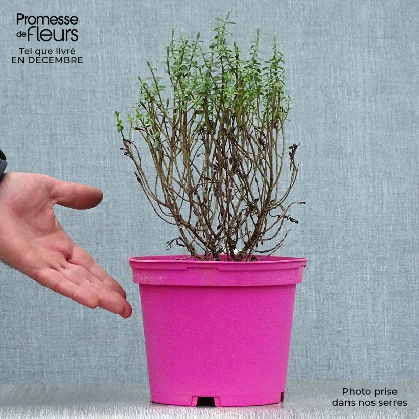 Spécimen de Hebe Sutherlandii - Véronique arbustive. Pot de 2L/3L tel que livré en hiver