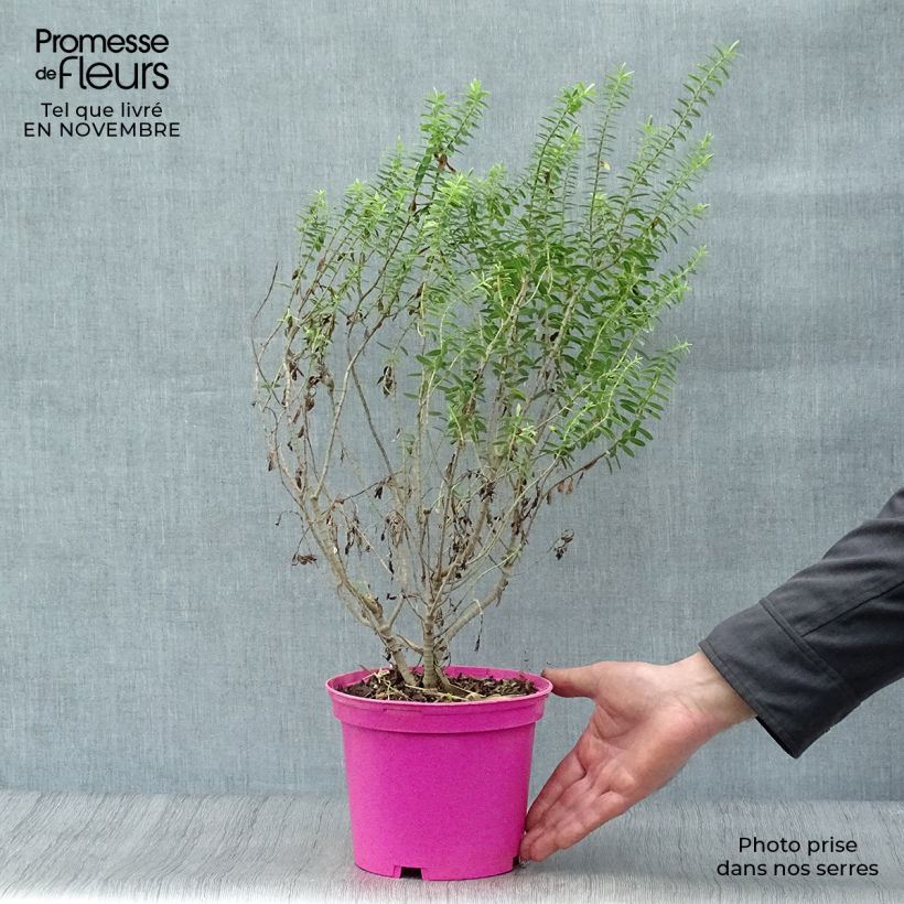 Spécimen de Hebe brachysiphon - Véronique arbustive Pot de 2L/3L tel que livré en automne