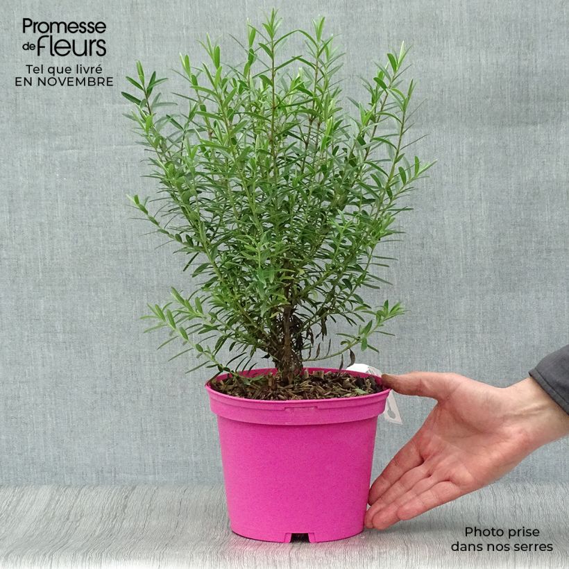 Spécimen de Hebe diosmifolia - Véronique arbustive. Pot de 2L/3L tel que livré en automne