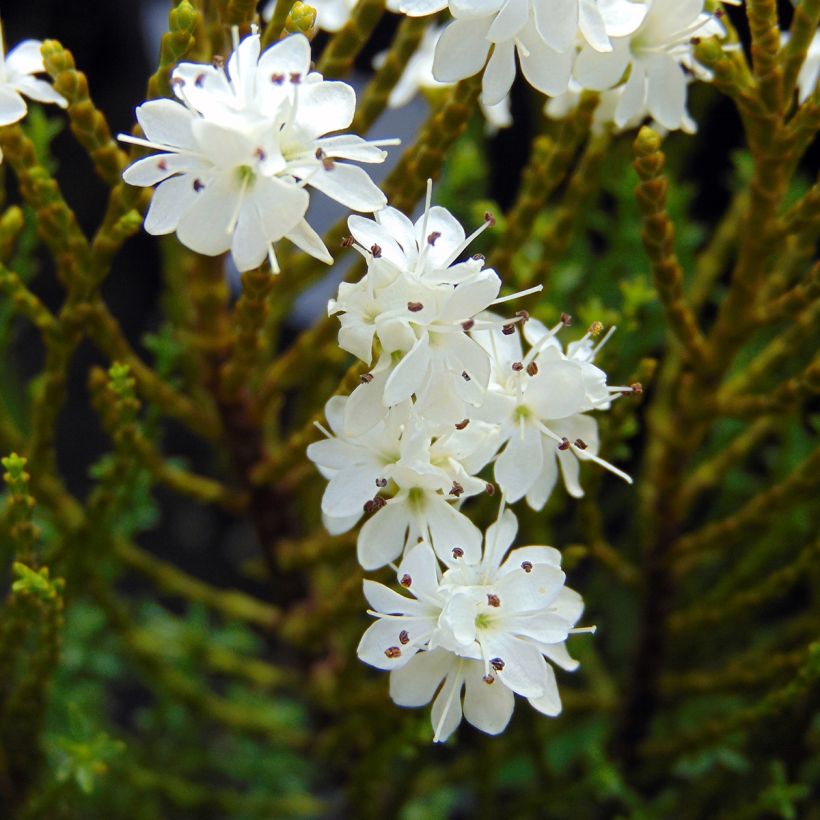 Hebe ochracea - Véronique arbustive (Floraison)