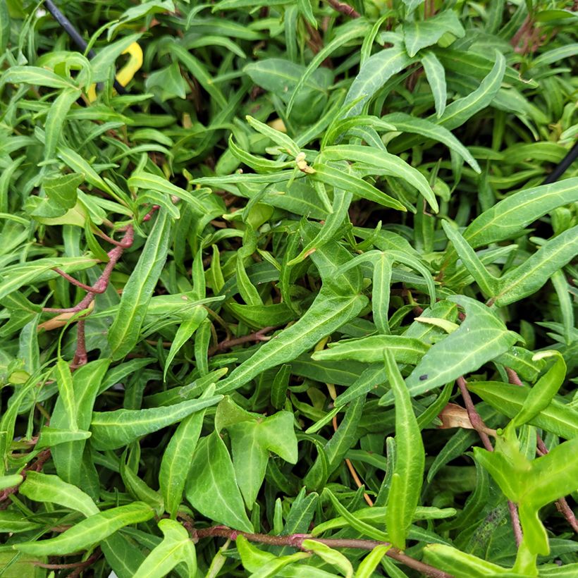 Lierre commun - Hedera helix Evergreen (Feuillage)