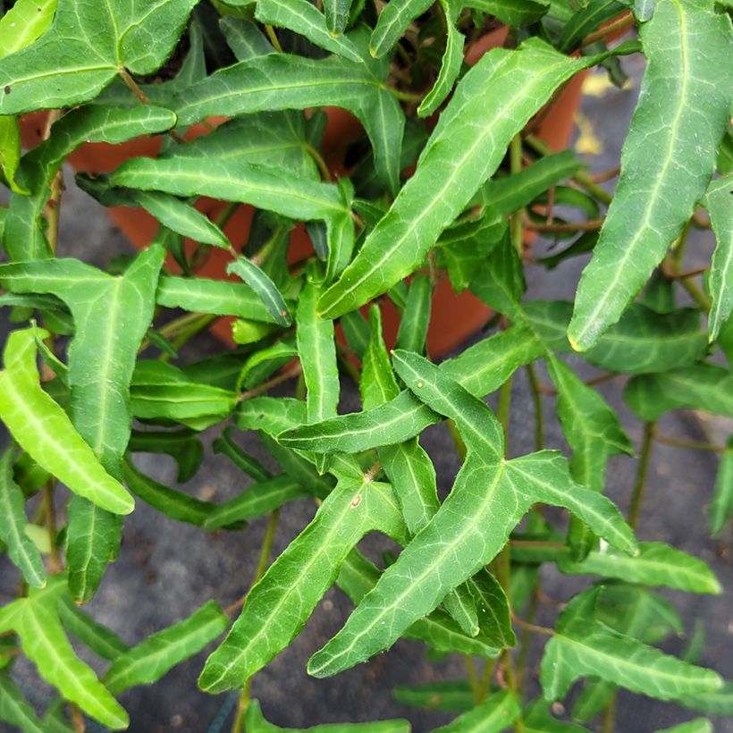 Lierre commun - Hedera helix Kappeln (Feuillage)