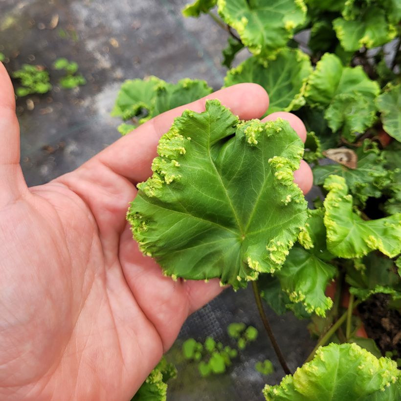 Lierre commun - Hedera helix Obelix (Feuillage)