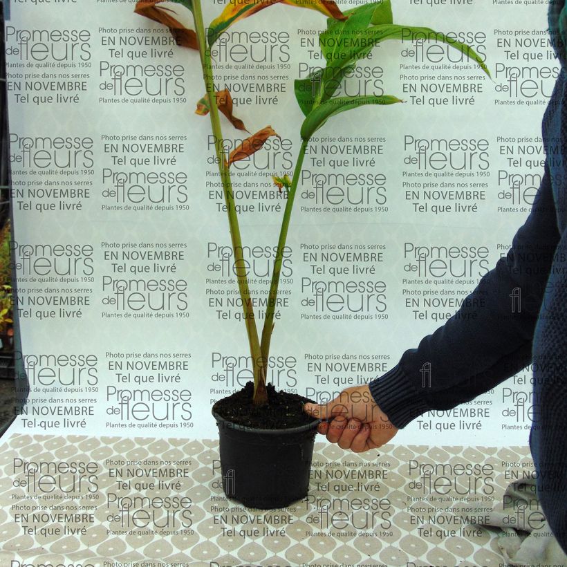 Exemple de spécimen de Hedychium spicatum Pot tel que livré