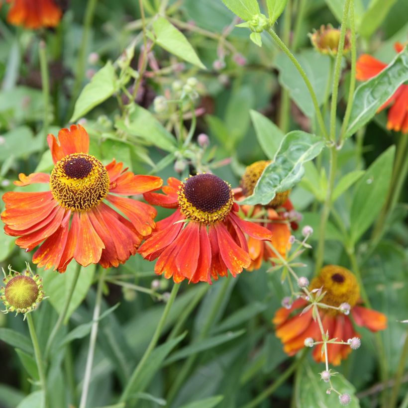 Hélénium Waltraut - Hélénie orange vif (Floraison)