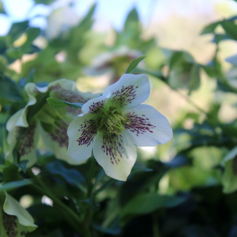 Hellébore orientale Blanc guttatus (Floraison)