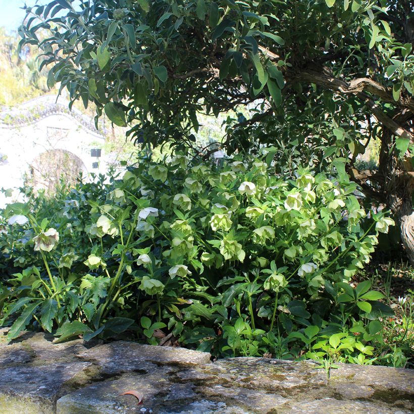 Hellébore orientale Blanc guttatus (Port)