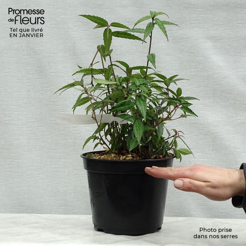 Spécimen de Helwingia himalaica - Helwingie de l'Himalaya Pot de 3L/4L tel que livré en hiver